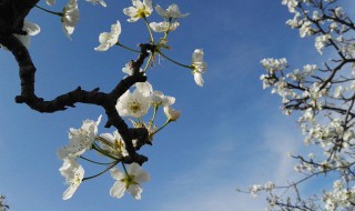 梨花在什么季节开的花 梨花在什么季节开的花呢