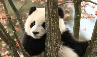 熊猫的特点（熊猫的特点和生活特征）