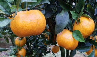 广西橘子成熟的季节是几月（广西盛产橘子吗）