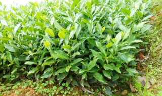 茶树苗什么季节种植 茶树苗什么时候种植好