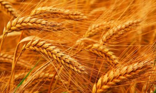 小麦什么时候收割季节（收麦子是秋天还是夏天）