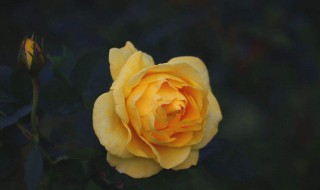 黄玫瑰的花语是什么（白玫瑰花的花语是什么）