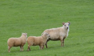 羊几个月生小羊（羊几个月生小羊羔）