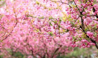 海棠和晚樱开花季节 日本晚樱和海棠花
