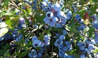 成都蓝莓什么季节成熟 成都蓝莓价格