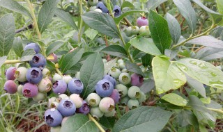 蓝莓布里吉塔几月开花（布里吉塔蓝莓种植技术）