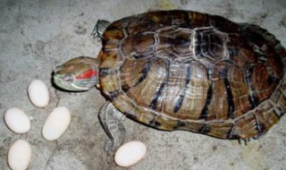 乌龟蛋怎么孵化 乌龟蛋怎么孵化小乌龟视频