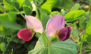 空心菜怎样才能开花结籽（空心菜开花结籽的条件）