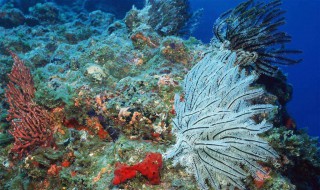 海底礁石可以拿来做什么 海底礁石可以拿来做什么呢