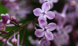 紫丁香几月开花 紫丁香哪个季节开花