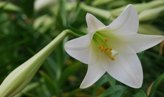 百合花种土里可以反复开花么 百合花种土里可以反复开花么视频