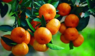 三年的柑橘开花了能结果吗 三年的柑橘开花了能结果吗视频