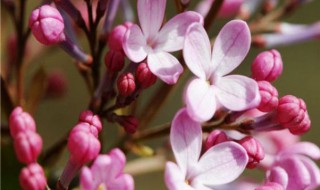 丁香树开花后的香味对人体有害吗（丁香树开的花有毒吗）