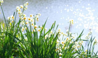 水仙花是什么（水仙花是什么品种）