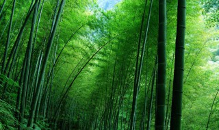 竹子是什么 竹子是什么科植物