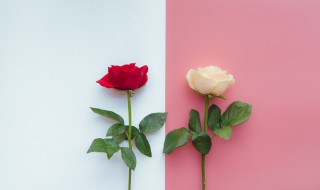 玫瑰的花语是什么 蝴蝶兰的花语是什么