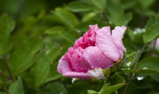 雨后的牡丹怎么形容 雨后的牡丹花怎么形容