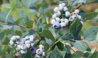 蓝莓湖南可以种植吗（湖南有蓝莓种植基地吗）