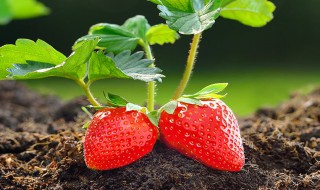 草莓有种子吗那要怎么栽种 草莓有种子吗那要怎么栽种才能结果
