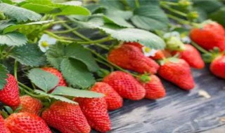 草莓的生长周期注意事项 草莓的生长周期注意事项有哪些