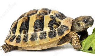 四厘米的草龟是几个月的苗（四厘米的草龟是几个月的苗呢）