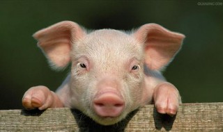 猪是属于哪类动物?什么科? 猪属于什么类什么科的动物