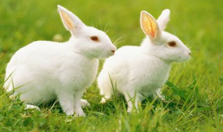 兔子肉能跟绿豆一起吃吗 兔子肉能跟绿豆一起吃吗会中毒吗