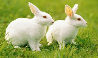 兔子可以吃冬葵吗（兔子可以吃冬葵吗有毒吗）