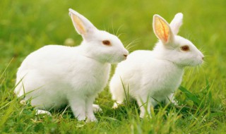 可以喂兔子吃梨吗 可以给兔子吃梨吗