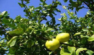 柠檬树什么时候开花什么时候结果 柠檬树在什么季节开花