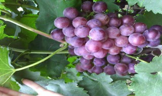 葡萄是哪个季节长的 葡萄是哪个季节长的最快