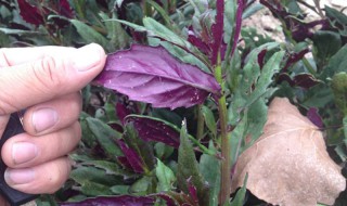 观音菜什么季节种（观音菜什么季节种植最好）