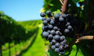 葡萄是在什么季节种的 葡萄是什么季节种的水果