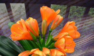君子兰开花有几种色 君子兰开花有几种色彩