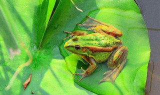 青蛙一天可以吃多少虫