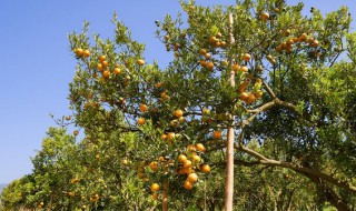 橘子树什么时候开放 橘子树什么时候结果什么季节
