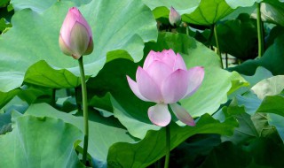 济南最有名的花是什么花 济南有啥花