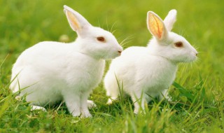 兔子一般几个月成熟 兔子一般几个月成熟期