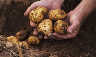 马铃薯什么时候种植最好 马铃薯怎么种植