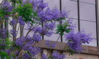 蓝花楹10年苗移栽几年开花