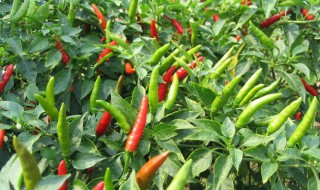 辣椒在哪些地方广泛种植 辣椒在什么地方
