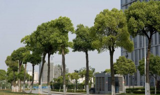 行道树有哪些种类 行道树一般有哪些