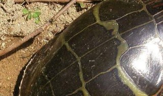 塑料盆可以养乌龟吗 塑料盆可以养龟吗?