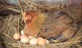 蛋鸡抱窝是怎么回事儿 产蛋鸡抱窝怎么治