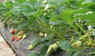草莓移栽后如何缓苗 草莓移栽后如何缓苗最好