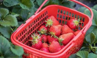 草莓的最佳储存温度是多少度? 草莓的最佳储存温度是多少度呢