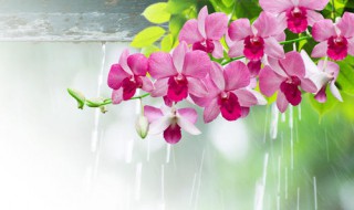 兰花下雨天能不能放在外面 兰花下雨天能不能放在外面呢