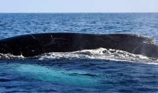 鲸鱼每小时游30米还是千米 鲸鱼每小时游30什么单位