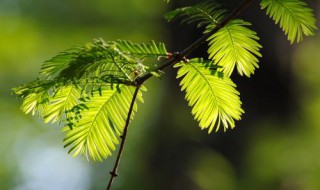 水杉是我国珍稀植物吗 水杉是我国珍稀植物吗为什么