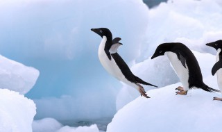 企鹅是在南极还是北极（企鹅是南极还是北极的特有动物）